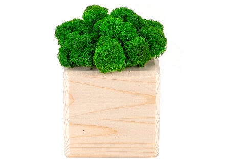 Композиция Мох в интерьере дерево, зеленый Композиция Мох в интерьере дерево, зеленый