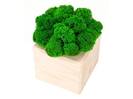 Композиция Мох в интерьере дерево, зеленый Композиция Мох в интерьере дерево, зеленый