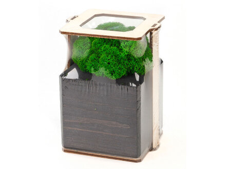 Композиция Мох в интерьере эбен, зеленый