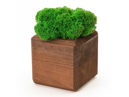 Композиция Мох в интерьере мокко, зеленый