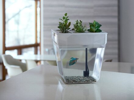 Набор для выращивания растений и ухода за рыбкой Акваферма Набор для выращивания растений и ухода за рыбкой Акваферма