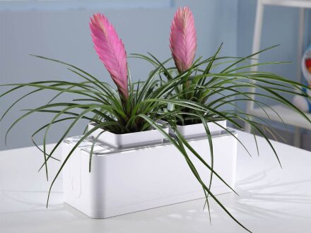 Компактный смарт-сад iGarden Компактный смарт-сад iGarden