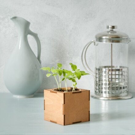 Набор для выращивания «Экокуб Lite», ель голубая Набор для выращивания «Экокуб Lite», ель голубая